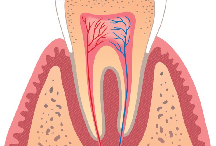 Vector de la Estructura interior del diente humano. Anatomía dental|Vector con las partes que forman el diente humano|Vector boca abierta con todos los dientes. Tipos de piezas dentales|Detalle de los dientes incisivos superiores|Vector con diente canino o colmillo en corte|Vector de una muela o diente molar|Vector del diente premolar